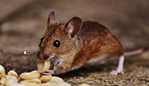24 Hour & Emergency Exterminators in Springbrook, NY